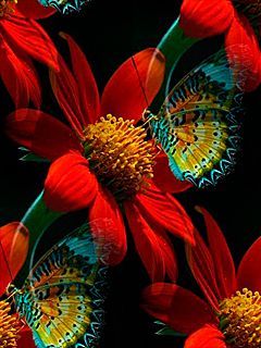 butterfly
