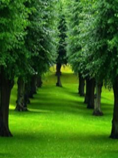 nice green nature
