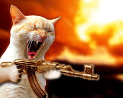 Crary cat