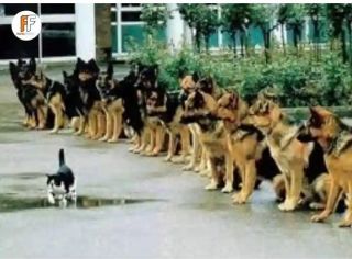 Police dogs final exam