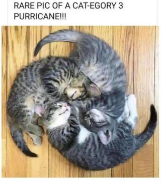 Purricane!!!