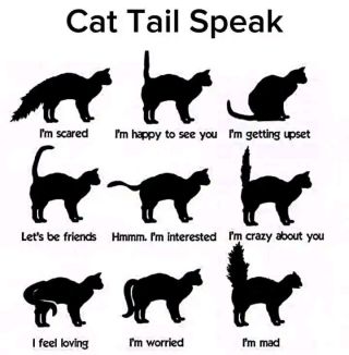 Cat tails speaks