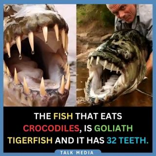 The Goliath tigerfish