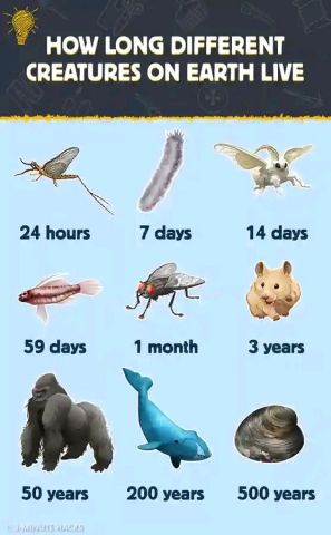 Lifespans