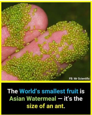 The Asian