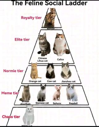 Cats tier