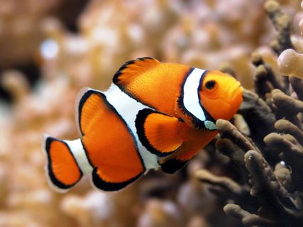 clownfish