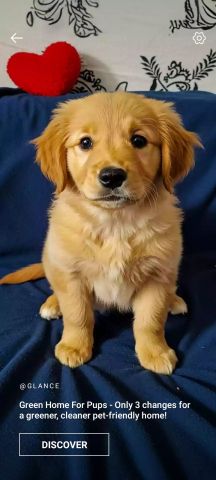 Puppy