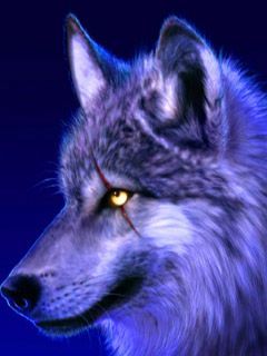 Beautiful wolf