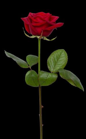 Rose flow