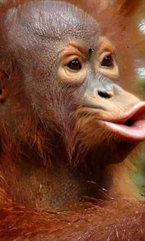 red monke