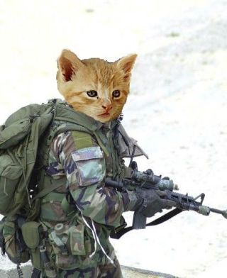 Soldier cat