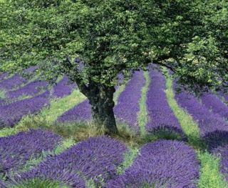 PURPLE FLOWER