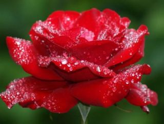 ROSE FLOWER