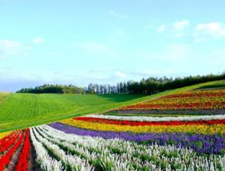 FLOWER GARDEN