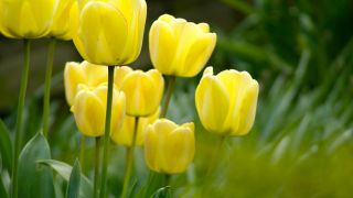 YELLOW FLOWERS