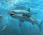 Sea Water Shark