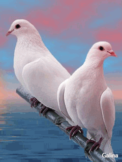 White Birds