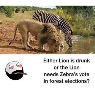 zebra and lion