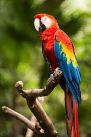 Birds