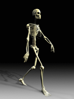 Skeleto