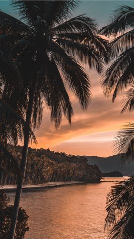 palm tree