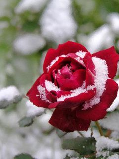 snowrose 