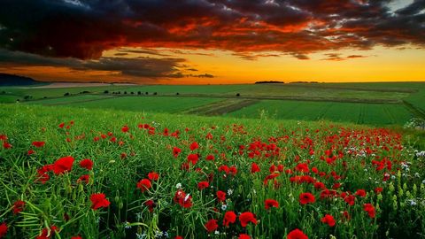 Photo,walpaper