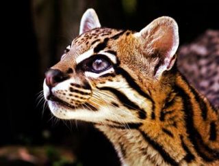 Beautiful Big Cat 