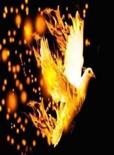 Firedove