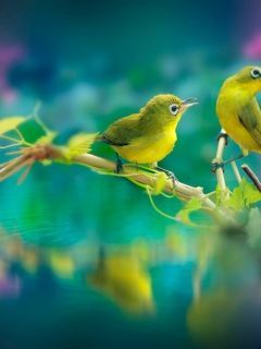beautiful birds am5mZm2UmZqaraWkpJRnaWWtaGdl