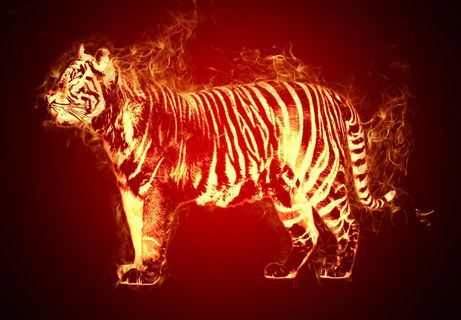 FLAME TIGER