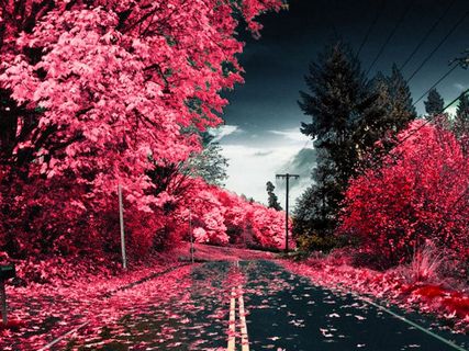Pink Way