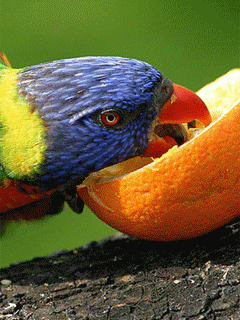 Moving parrot