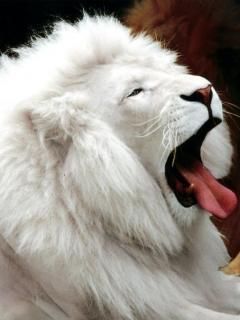 whitelion