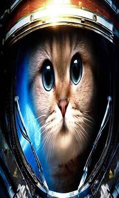 SPACE CAT