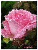Nice pic