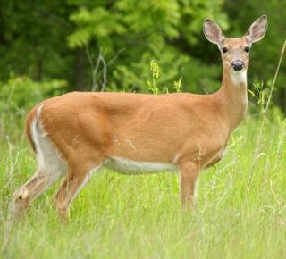 Deer hunting