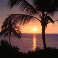 Gun Sunset And Tree