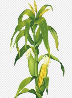 png transparent maize corn on the cob dr