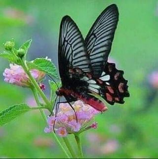 Nice Photo