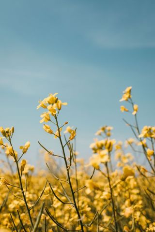 yellow flowers reach to blue sky