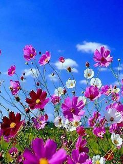 Sumit Roy