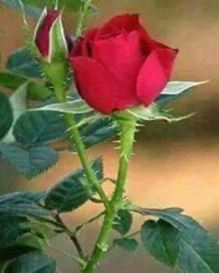 Sumit Roy