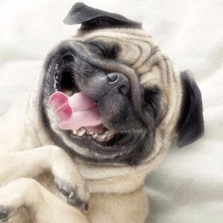 Laughing Dog