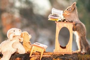 squirrels funny
