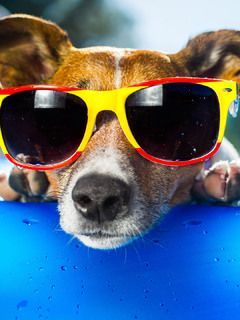 dog wearing sunglasses pic 240x320