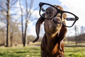 goat got swag