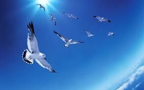 seagull