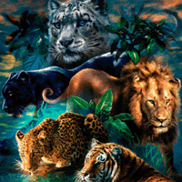 Wild Anim